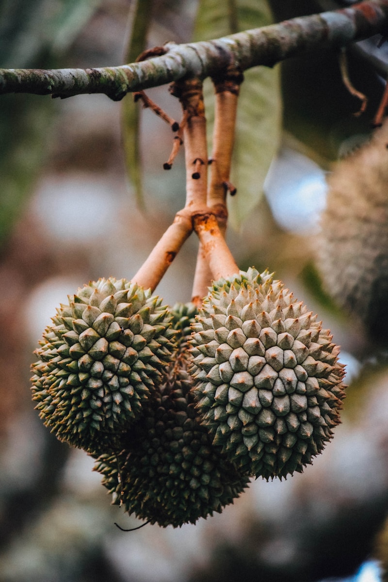 Durian fruits on the tree